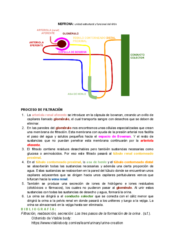Miniatura del documento Proceso-de-filtracion-en-la-nefrona.pdf