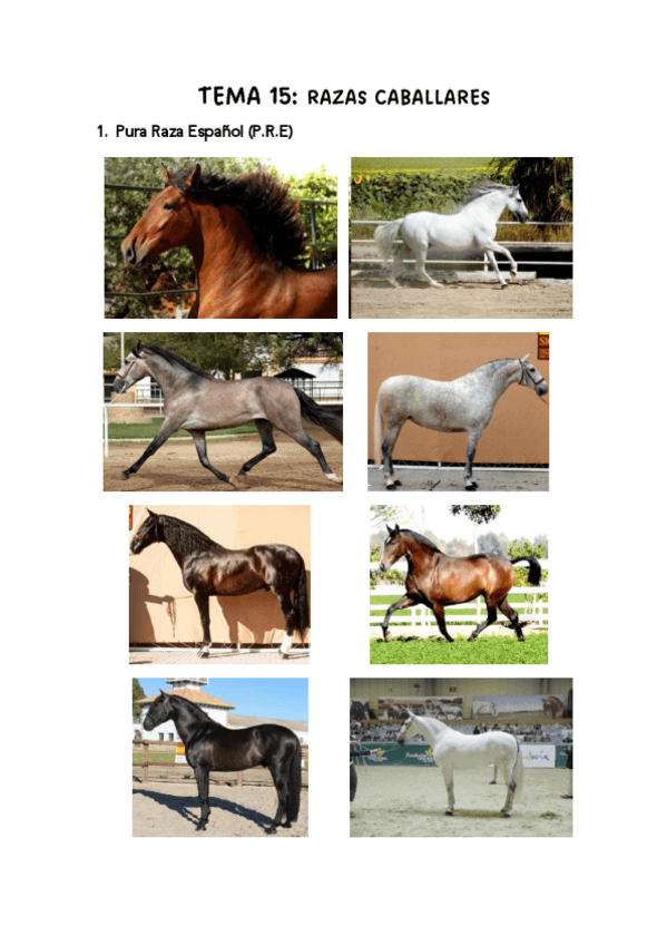 Miniatura del documento Fotos Tema 15-20: Razas equinas, asnales, vacuno, ovino, caprino y porcino.pdf