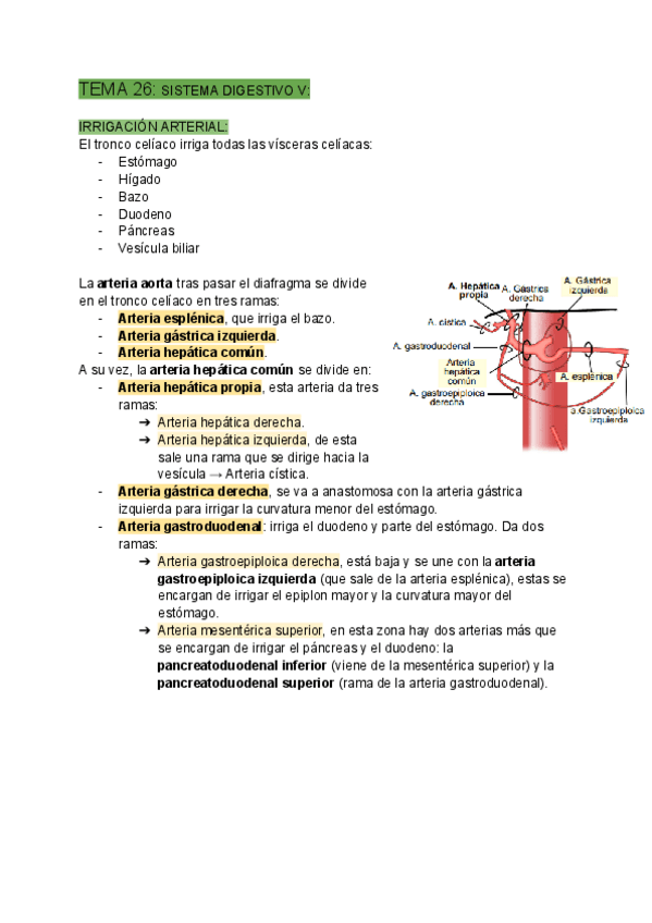 Miniatura del documento TEMA-26-SISTEMA-DIGESTIVO-V-Documentos-de-Google.pdf