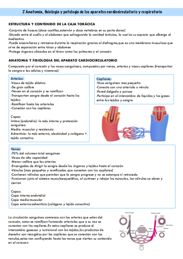 Miniatura del documento Aparato-cardiorrespiratorio.pdf