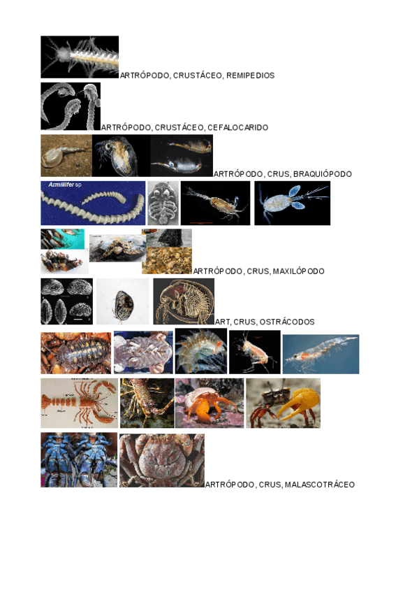 Miniatura del documento ZOO-CLASIFICACION-TAXONOMICA-T10-16.pdf