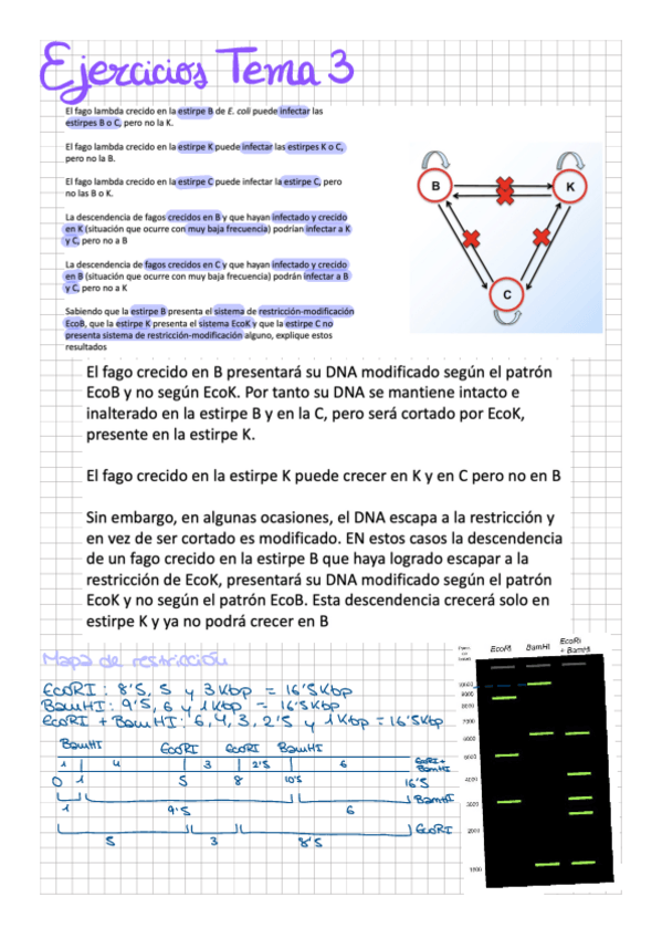 Miniatura del documento Ejercicios-Tema-3-TAR.pdf