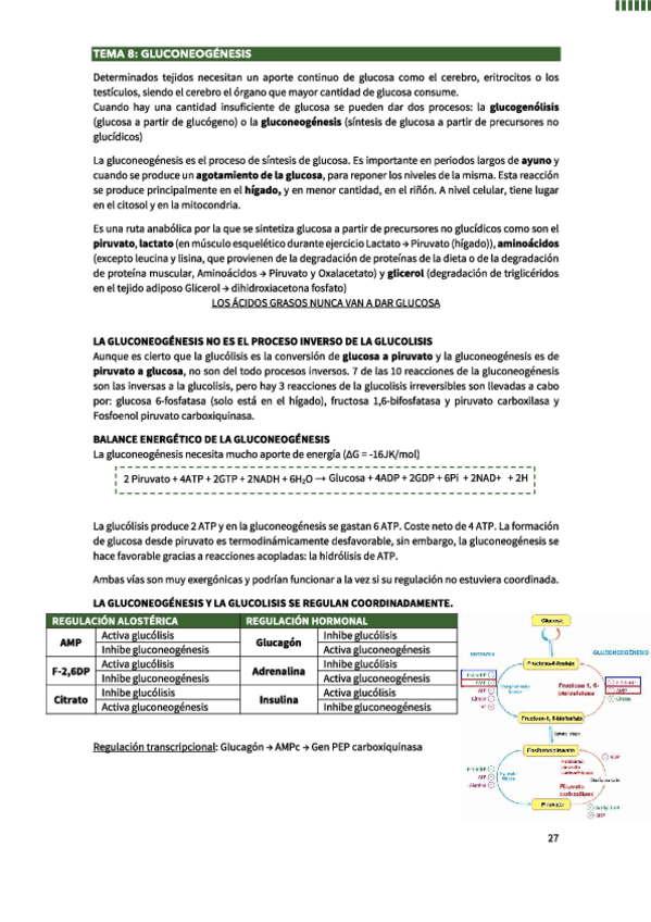 Miniatura del documento Gluconeogenesis.pdf