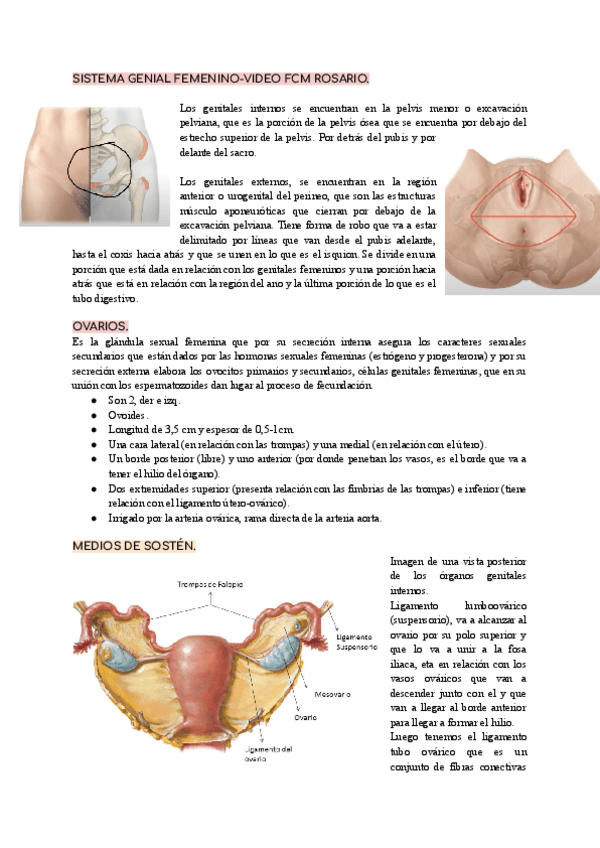 Miniatura del documento Sistema-genital-femenino-Anatomia-fisiologia-embriologia.pdf