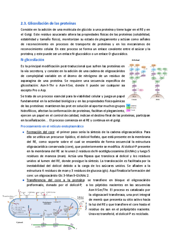 Miniatura del documento 2.3.-Glicosilacion-de-las-proteinas.pdf