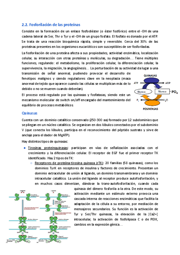 Miniatura del documento 2.2.-Fosforilacion-de-las-proteinas.pdf