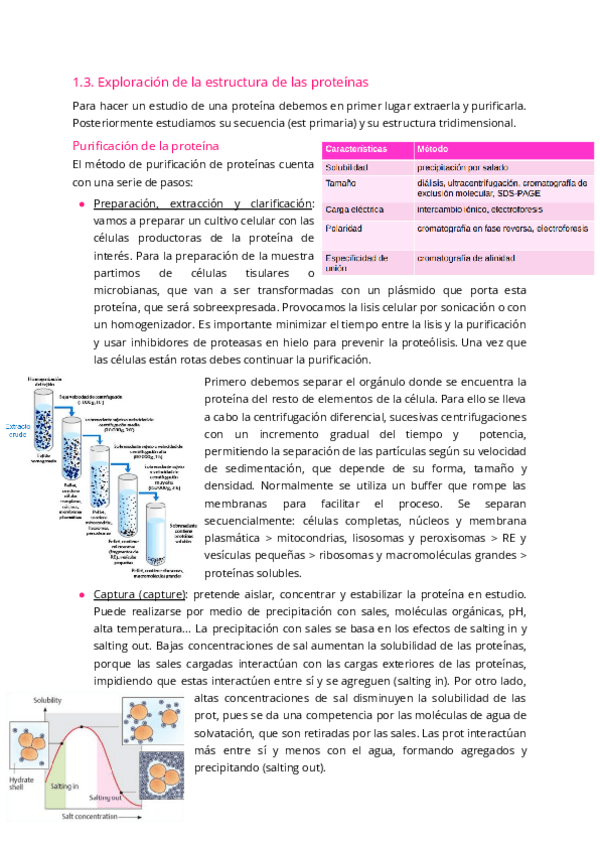 Miniatura del documento 1.3.-Exploracion-de-la-estrcutura-de-las-proteinas.pdf