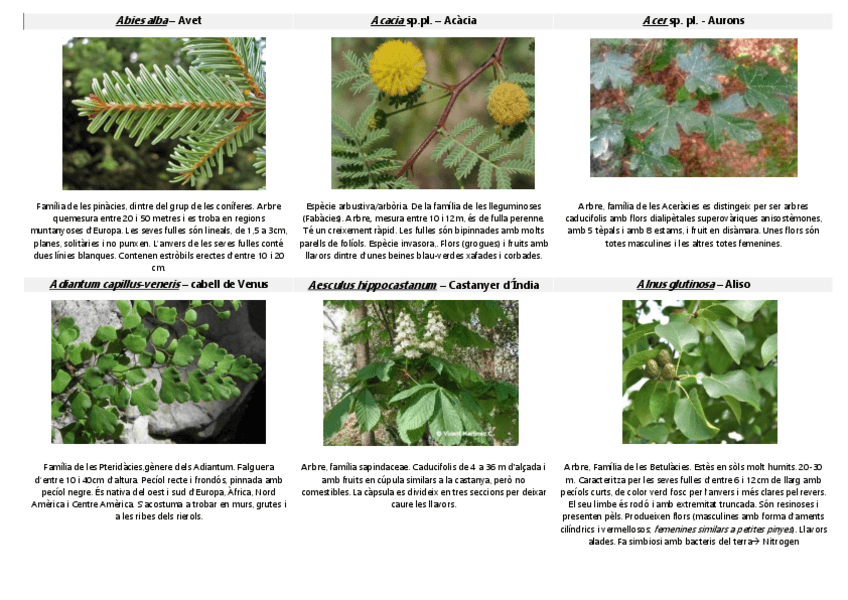 Miniatura del documento VISUM-BOTANICA.pdf