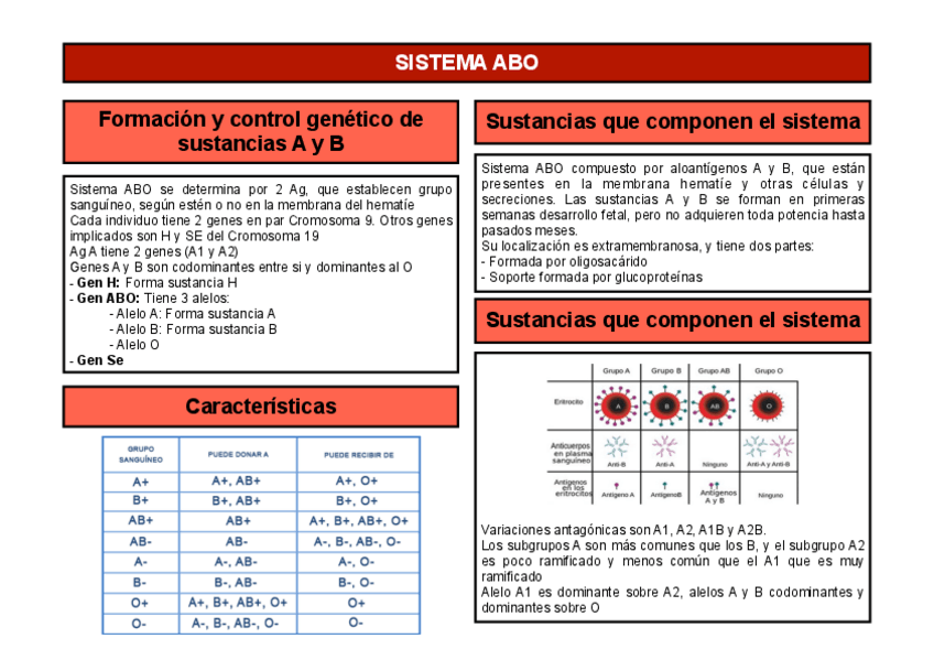 Miniatura del documento Grupo-ABO-y-Rh.pdf