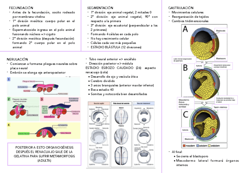 Miniatura del documento XENOPUS-LAEVIS.pdf