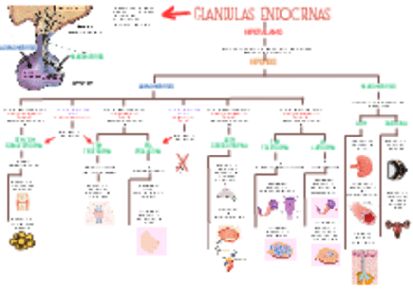 Miniatura del documento MAPA-GLANDULA-ENDOCRINA.pdf