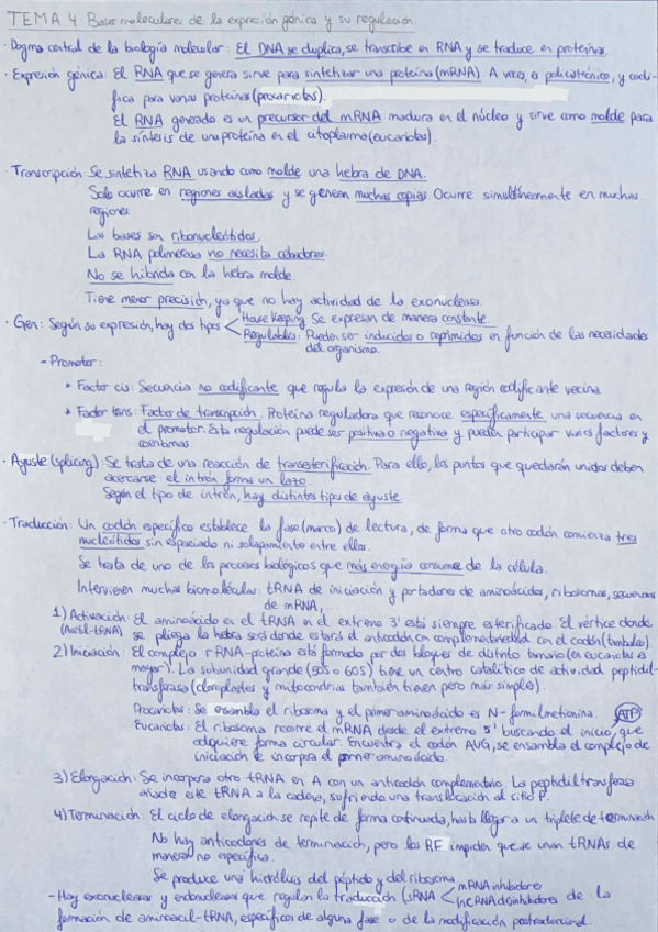 Miniatura del documento Bioquimica-Tema-4.Bases-moleculares-de-la-expresion-genica-y-su-regulacion.pdf