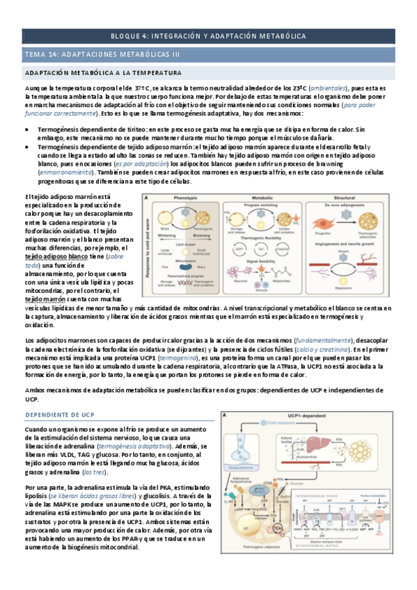 Miniatura del documento Tema-14-adaptaciones-metabolicas-III.pdf