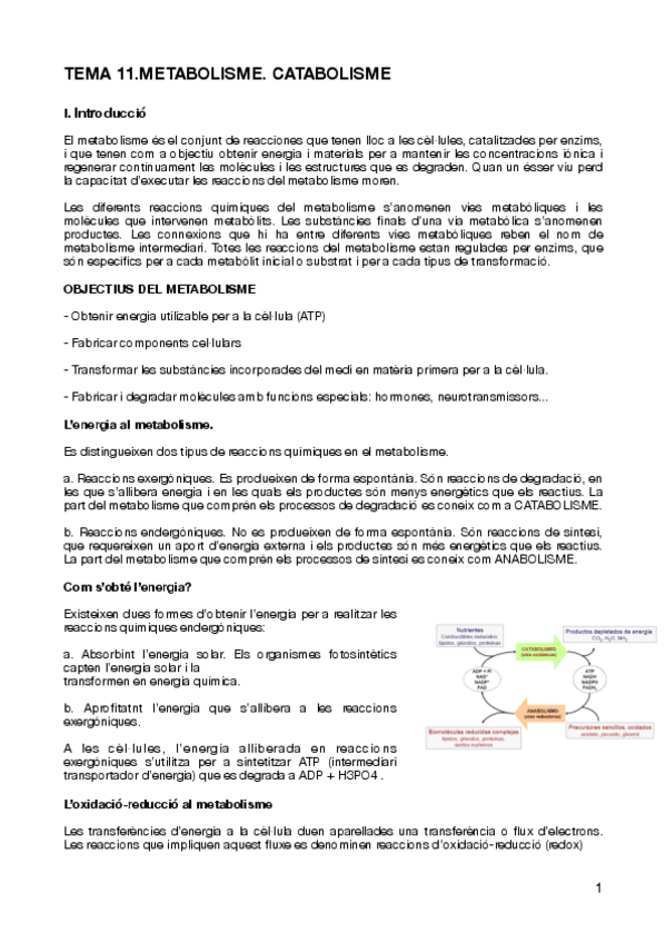 Miniatura del documento tema-11.-metabolisme-catabolisme-i-anabolisme.pdf
