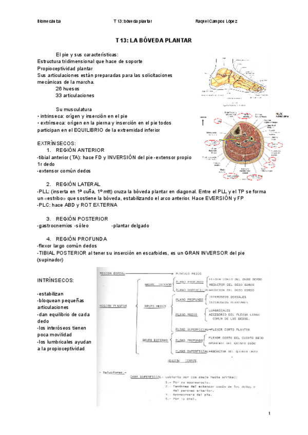 Miniatura del documento T13-boveda-plantar.pdf