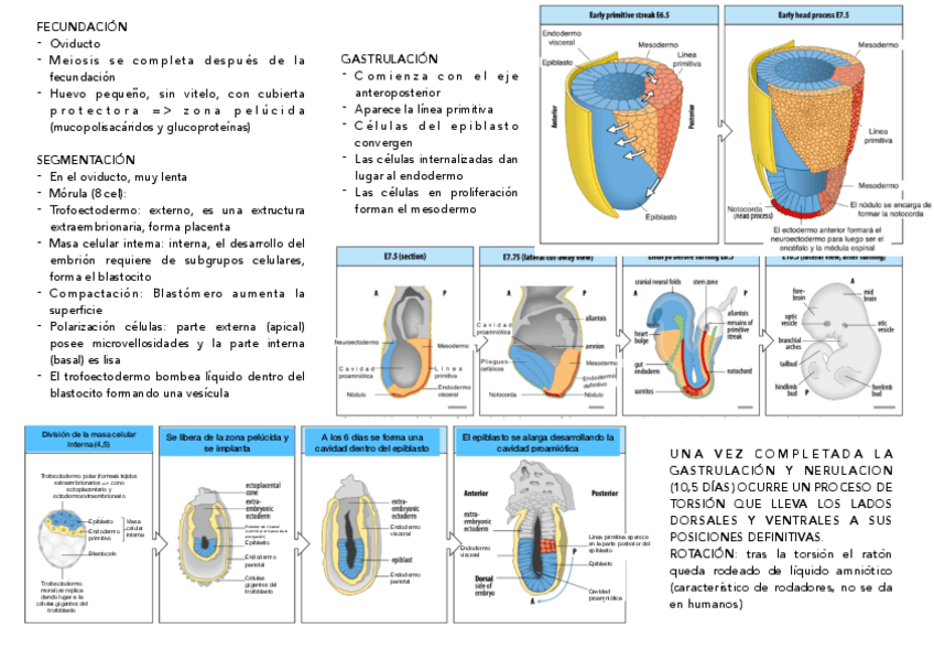 Miniatura del documento RATON.pdf