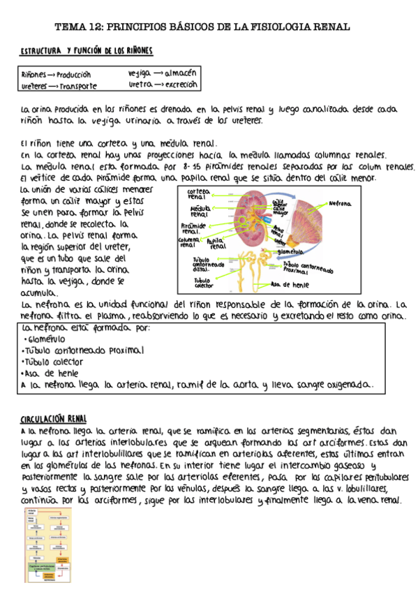 Miniatura del documento Tema-12.-Principios-basicos-de-fisiologia-renal.pdf