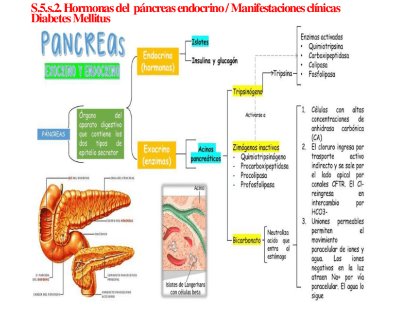 Miniatura del documento DIAPOSITIVAS-Hormonas-del-pancreas-endocrino-Manifestaciones-clinicas.pdf