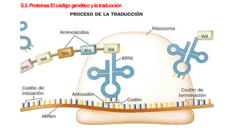 Miniatura del documento DIAPOSITIVAS-Proteinas-El-codigo-genetico-y-la-traduccion.pdf