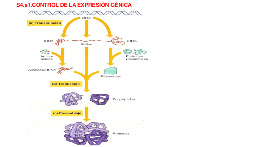 Miniatura del documento DIAPOSITIVAS-CONTROL-DE-LA-EXPRESION-GENICA.pdf