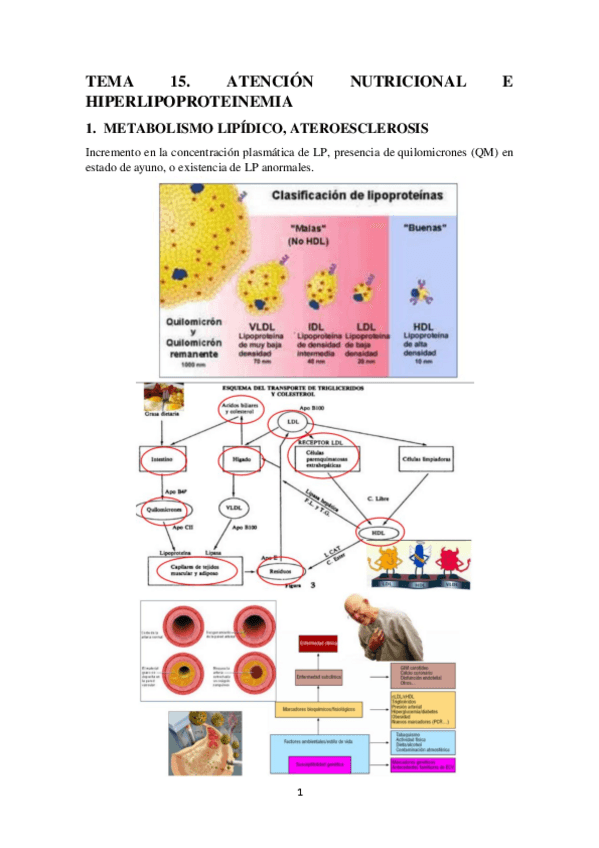 Miniatura del documento TEMA-15.-ATENCION-NUTRICIONAL-E-HIPERLIPOPROTEINEMIA.pdf