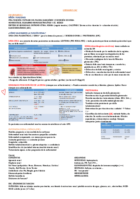 Miniatura del documento URINARIO-CAC-SEGUNDO-PARCIAL.pdf