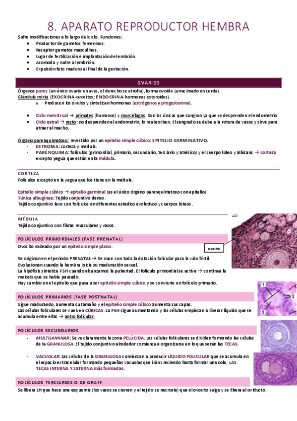 Miniatura del documento Aparato reproductor hembra.pdf