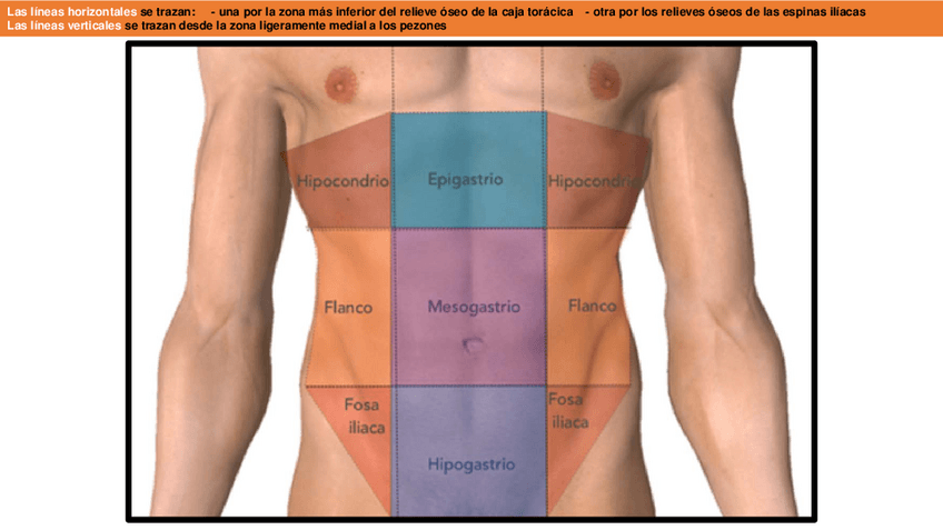 Miniatura del documento CAVIDADE-ABDOMINOPELVICAORGANOS.pdf