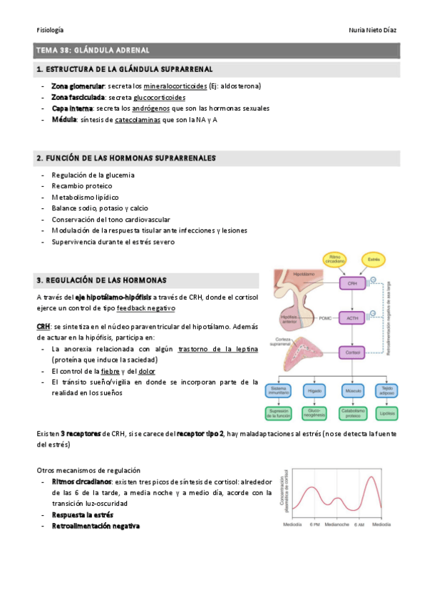 Miniatura del documento TEMA 37 - Glándula adrenal.pdf