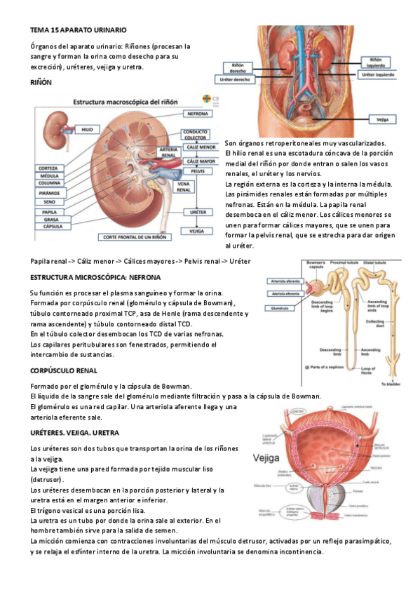 Miniatura del documento Fisiopatologia-tema-15.pdf