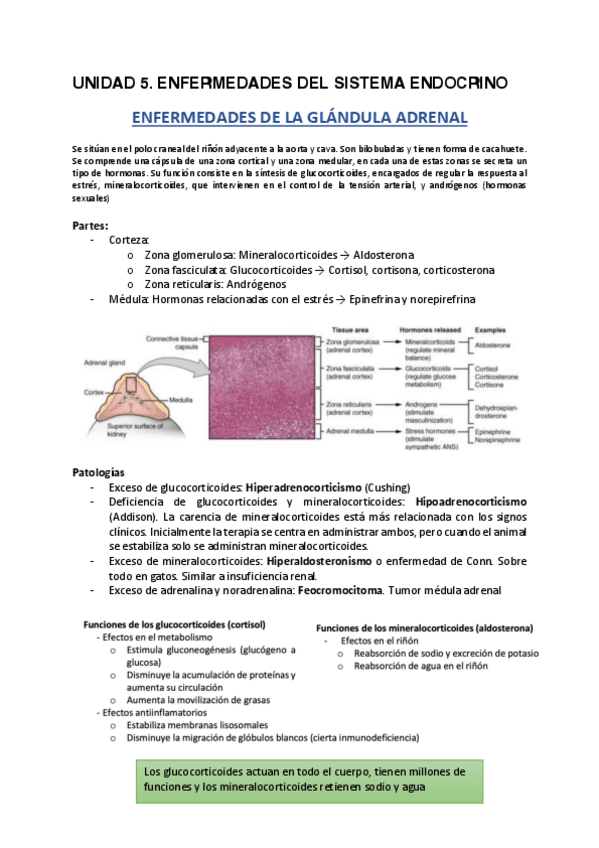Miniatura del documento Enfermedades-de-la-glandula-adrenal.pdf