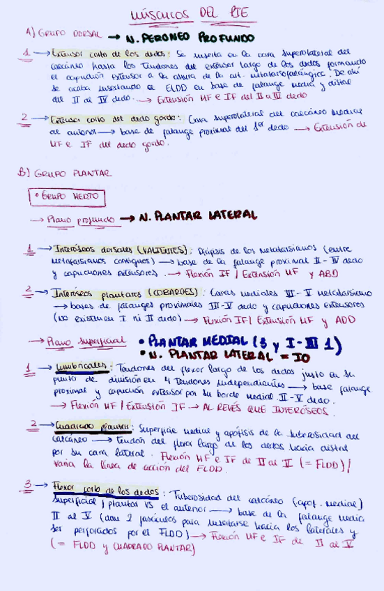 Miniatura del documento musculos pie y retinaculos.pdf