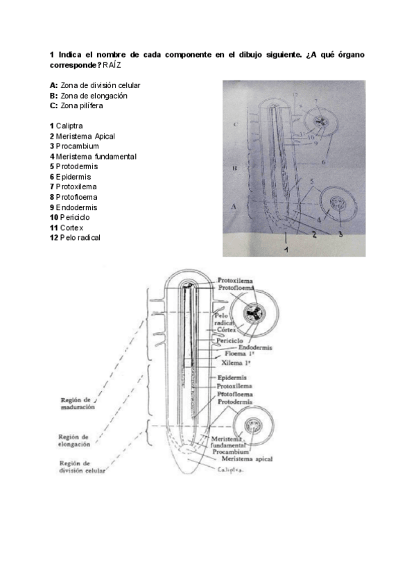 Miniatura del documento Examen-2-cuatri-botanica.pdf