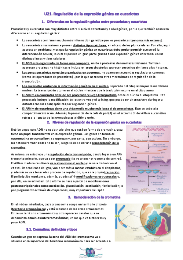 Miniatura del documento U21.-Regulacion-de-la-expresion-genica-en-eucariotas.pdf