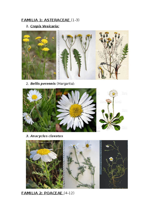 Miniatura del documento visu-Botanica-20212022.docx