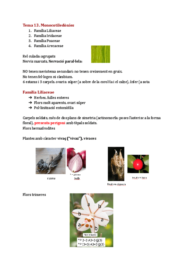 Miniatura del documento Angiospermes-II.pdf