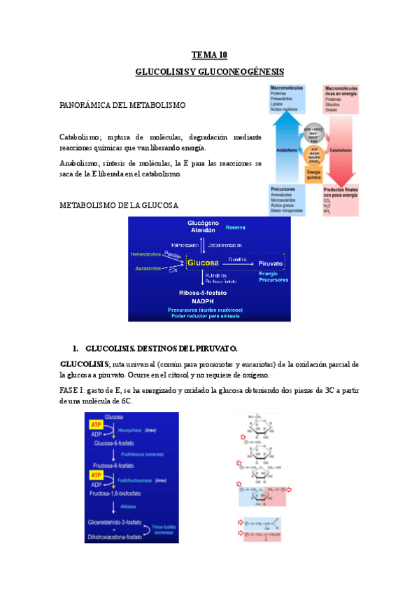 Miniatura del documento TEMA-10-GLUCOLISIS-Y-GLUCONEOGENESIS.pdf