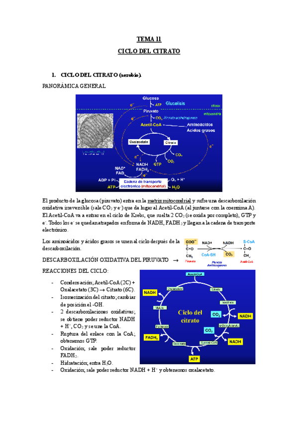 Miniatura del documento TEMA-11-CICLO-DEL-CITRATO.pdf