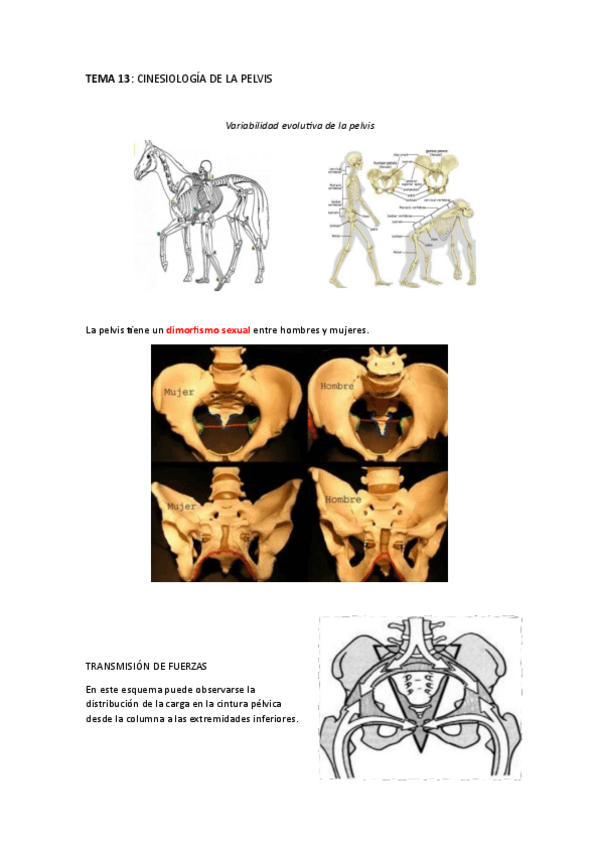 Miniatura del documento CINESIOLOGIA-DE-LA-PELVIS-Y-LA-MARCHA.pdf