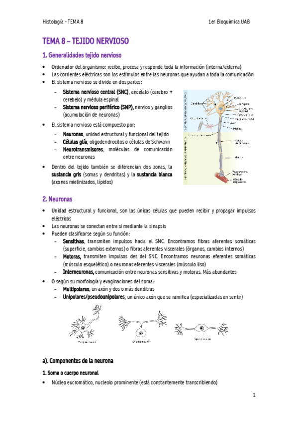 Miniatura del documento TEMA-8-Tejido-nervioso.pdf