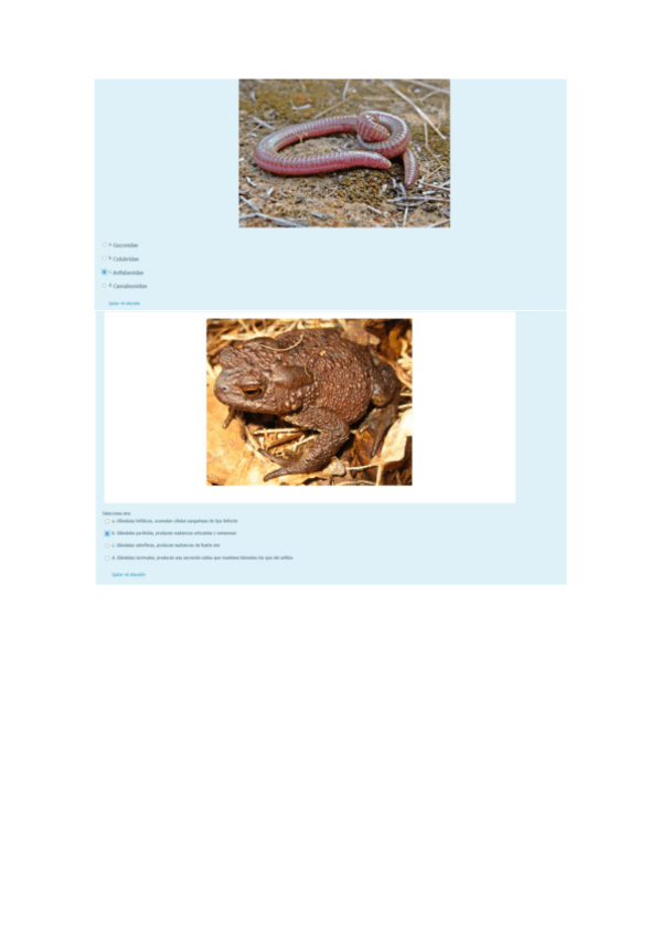 Miniatura del documento CUESTIONARIO-ANFIBIOS-Y-REPTILES.pdf