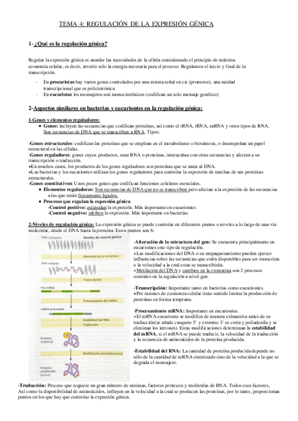 Miniatura del documento APUNTES-TEMA-4-GENETICA.pdf