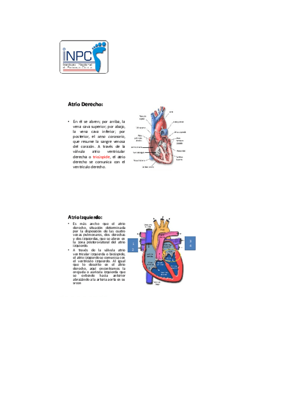 Miniatura del documento Original-manual-de-podologia-clinica-8.pdf