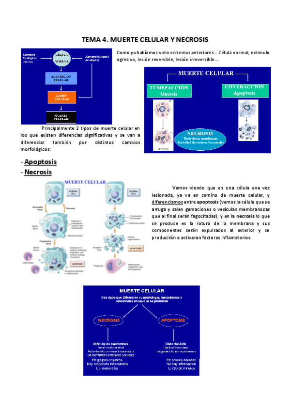 Miniatura del documento Tema 4 APatológica.pdf