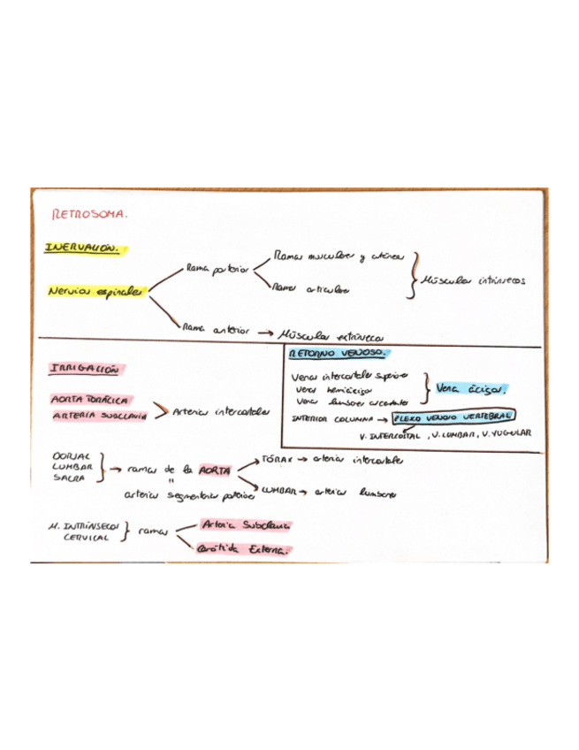 Miniatura del documento Anatomia-Humana-Esquemas-Primer-Parcial.pdf