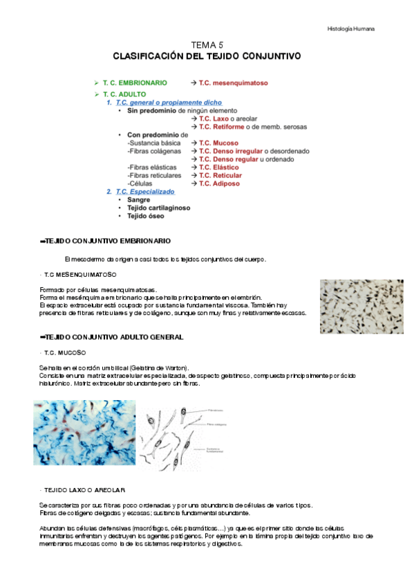 Miniatura del documento histología tema 5.pdf