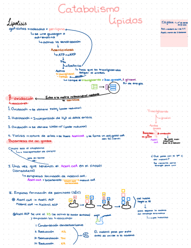 Miniatura del documento catabolismo-lipidos.pdf