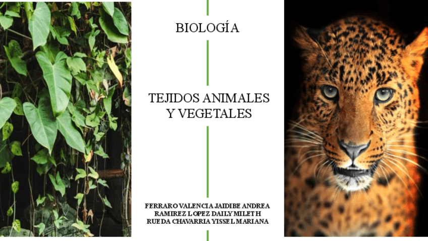Miniatura del documento tejidos-animales-y-vegetales.pdf