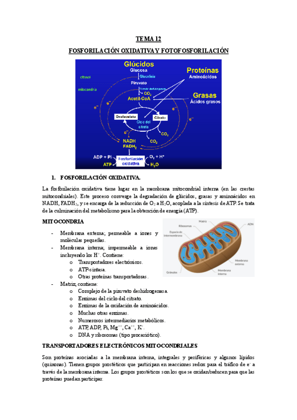 Miniatura del documento TEMA-12-FOSFORILACION-OXIDATIVA-Y-FOTOFOSFORILACION.pdf