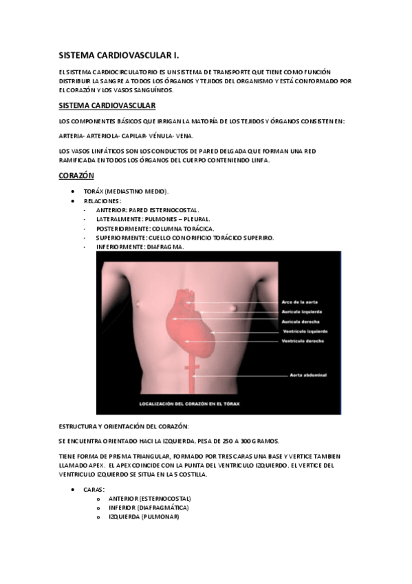 Miniatura del documento ANATOMIA-APARATO-CIRCULATORIO.pdf